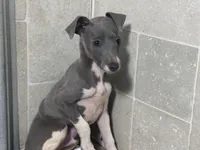 Donut, a male Italian Greyhound for sale in Willow Springs, MO – 3 of 8