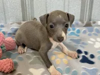 Swan, a female Italian Greyhound for sale in Willow Springs, MO – 3 of 7