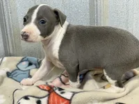 Camo, a male Italian Greyhound for sale in Willow Springs, MO – 5 of 7