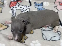 Bandit, a male Italian Greyhound for sale in Willow Springs, MO – 2 of 4
