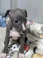 Bondo, a male Italian Greyhound for sale in Willow Springs, MO – 3 of 4