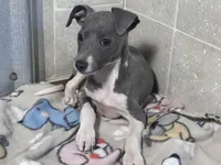 Donut, a male Italian Greyhound for sale in Willow Springs, MO – 4 of 8