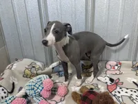 Strawberry, a female Italian Greyhound for sale in Willow Springs, MO – 6 of 7