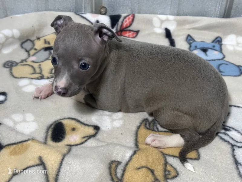 Bandit – Italian Greyhound puppy for sale in Willow Springs, MO