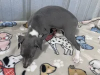 Snapdragon, a female Italian Greyhound for sale in Willow Springs, MO – 3 of 4