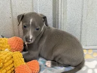 Bingo, a male Italian Greyhound for sale in Willow Springs, MO – 4 of 8