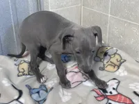 Flower, a female Italian Greyhound for sale in Willow Springs, MO – 2 of 4