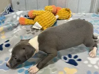 Donk, a male Italian Greyhound for sale in Willow Springs, MO – 6 of 7