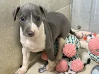 Chase, a male Italian Greyhound for sale in Willow Springs, MO – 3 of 7