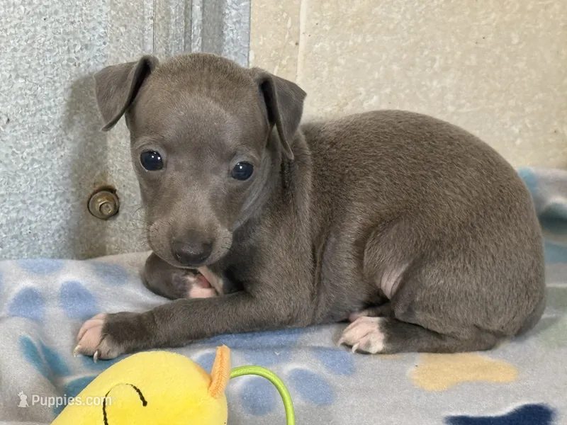 Tigerlily – Italian Greyhound puppy for sale in Willow Springs, MO