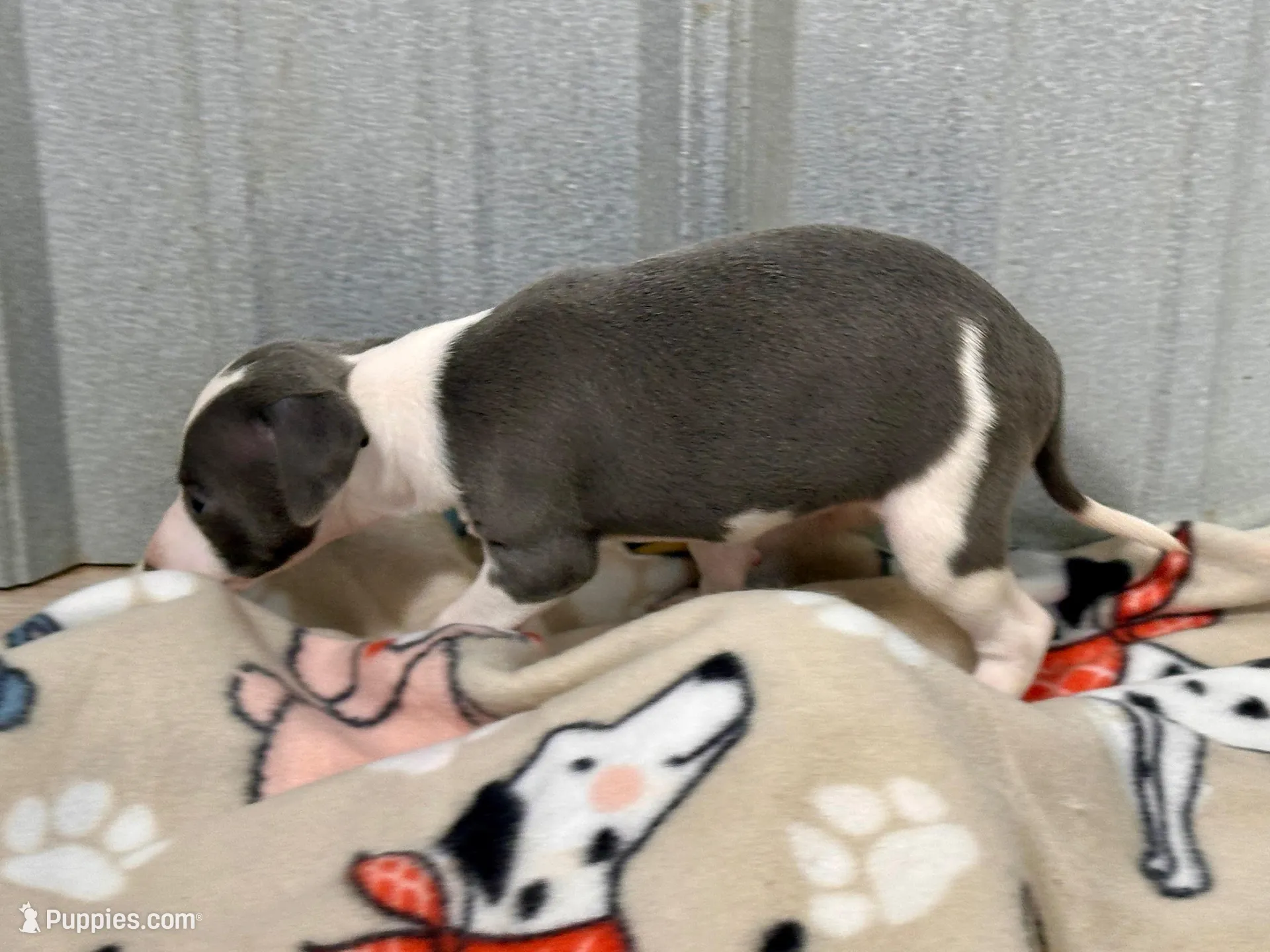 Stella, a female Italian Greyhound for sale in Willow Springs, MO – Photo 2 of 4
