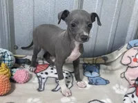 Harley, a female Italian Greyhound for sale in Willow Springs, MO – 1 of 6