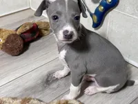 Razzle, a male Italian Greyhound for sale in Willow Springs, MO – 3 of 5