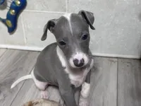 Razzle, a male Italian Greyhound for sale in Willow Springs, MO – 2 of 5