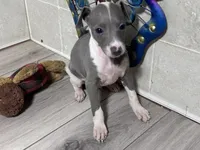 Razzle, a male Italian Greyhound for sale in Willow Springs, MO – 5 of 5