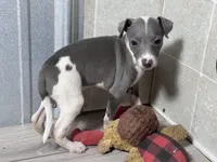 Razzle, a male Italian Greyhound for sale in Willow Springs, MO – 4 of 5