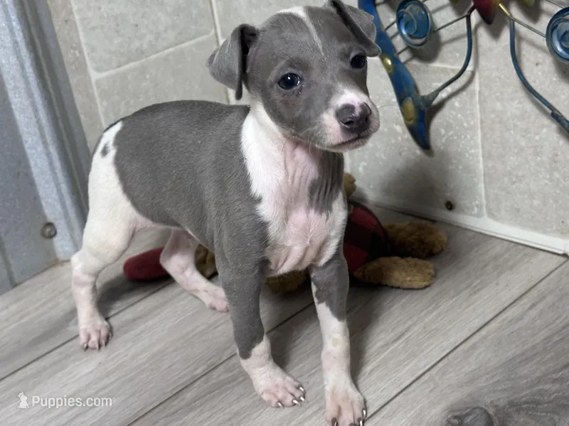Razzle – Italian Greyhound puppy for sale in Willow Springs, MO