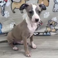 Taz, a male Italian Greyhound for sale in Willow Springs, MO – Photo 3 of 5