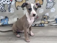 Taz, a male Italian Greyhound for sale in Willow Springs, MO – Photo 3 of 5