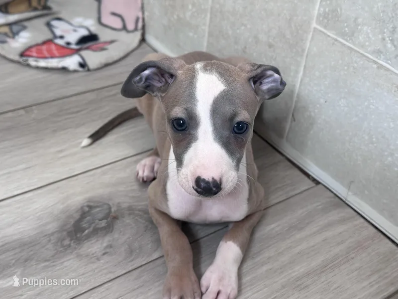 Taz, a male Italian Greyhound for sale in Willow Springs, MO – Photo 1 of 5