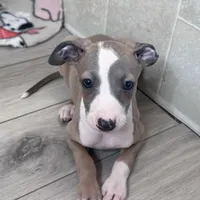 Taz, a male Italian Greyhound for sale in Willow Springs, MO – Photo 1 of 5