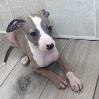 Taz, a male Italian Greyhound for sale in Willow Springs, MO – Photo 2 of 5