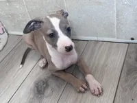 Taz, a male Italian Greyhound for sale in Willow Springs, MO – Photo 2 of 5