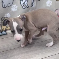 Taz, a male Italian Greyhound for sale in Willow Springs, MO – Photo 5 of 5