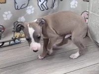 Taz, a male Italian Greyhound for sale in Willow Springs, MO – Photo 5 of 5