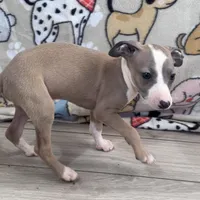 Taz, a male Italian Greyhound for sale in Willow Springs, MO – Photo 4 of 5