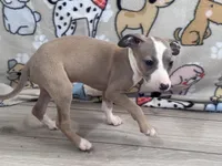 Taz, a male Italian Greyhound for sale in Willow Springs, MO – Photo 4 of 5