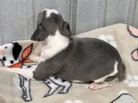 Stella, a female Italian Greyhound for sale in Willow Springs, MO – Photo 3 of 4