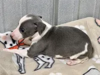 Stella, a female Italian Greyhound for sale in Willow Springs, MO – Photo 4 of 4