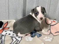 Stella, a female Italian Greyhound for sale in Willow Springs, MO – Photo 1 of 4