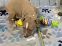 Mr. Apple, a male Italian Greyhound for sale in Willow Springs, MO – 5 of 8