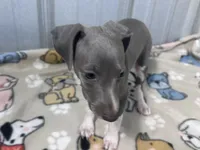 Snapdragon, a female Italian Greyhound for sale in Willow Springs, MO – 2 of 4