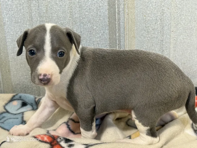 Camo – Italian Greyhound puppy on hold in Willow Springs, MO