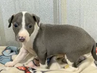 Camo, a male Italian Greyhound for sale in Willow Springs, MO – 1 of 7