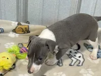 Chase, a male Italian Greyhound for sale in Willow Springs, MO – 6 of 7