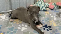Bingo, a male Italian Greyhound for sale in Willow Springs, MO – 5 of 8