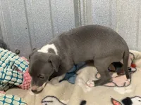 Carmen, a female Italian Greyhound for sale in Willow Springs, MO – 5 of 8
