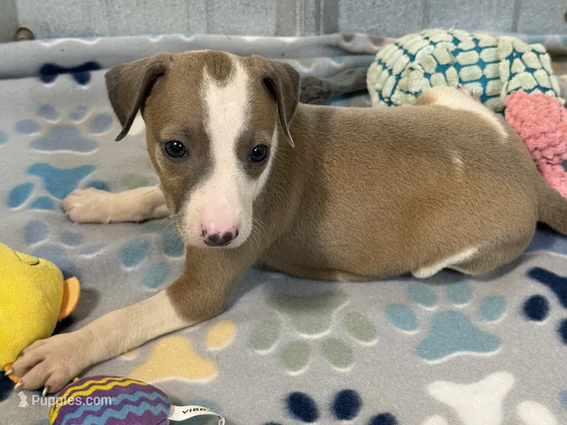 Miss Peach – Italian Greyhound puppy for sale in Willow Springs, MO