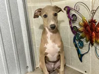 Craig, a male Italian Greyhound for sale in Willow Springs, MO – Photo 1 of 5