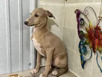 Craig, a male Italian Greyhound for sale in Willow Springs, MO – Photo 3 of 5