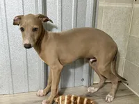 Craig, a male Italian Greyhound for sale in Willow Springs, MO – Photo 2 of 5