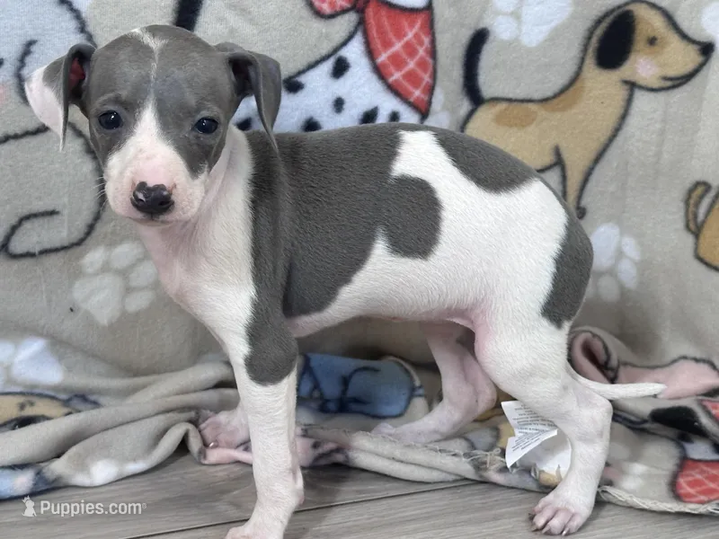 Trixie, a female Italian Greyhound for sale in Willow Springs, MO – Photo 1 of 5