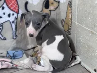 Trixie, a female Italian Greyhound for sale in Willow Springs, MO – Photo 3 of 5