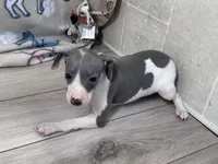 Trixie, a female Italian Greyhound for sale in Willow Springs, MO – Photo 5 of 5