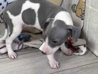 Trixie, a female Italian Greyhound for sale in Willow Springs, MO – Photo 2 of 5