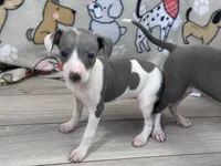 Trixie, a female Italian Greyhound for sale in Willow Springs, MO – Photo 4 of 5